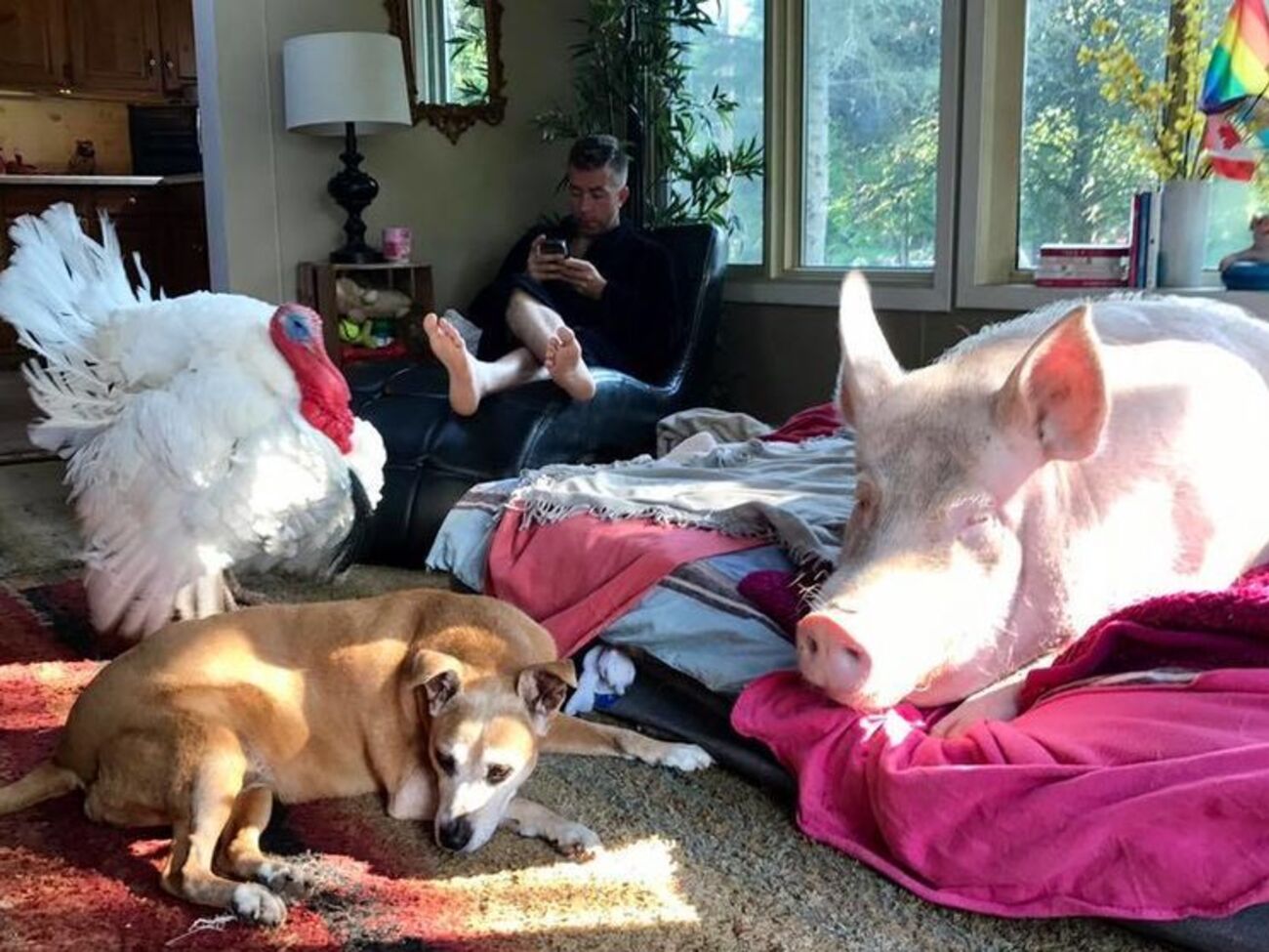 Поросенок, индюк и собака стали полноправными хозяевами в доме