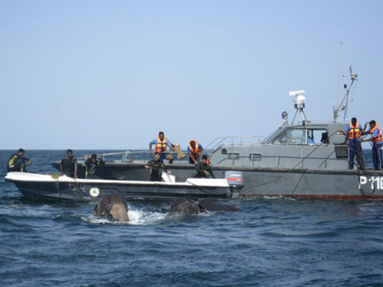 Слонів змило в море