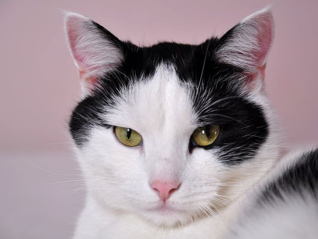 У кота диагностировали переломы ребер и таза