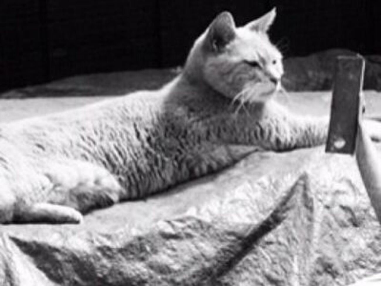 "Мэр" Стаббз умер в пятницу