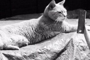 "Мэр" Стаббз умер в пятницу