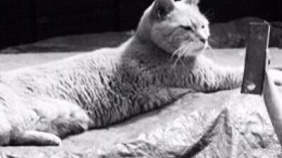 "Мер" Стаббз помер у п'ятницю