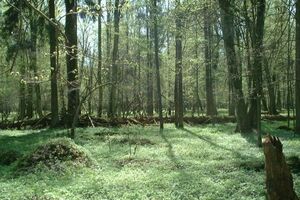 Беловежский национальный парк входит в список всемирного наследия ЮНЕСКО