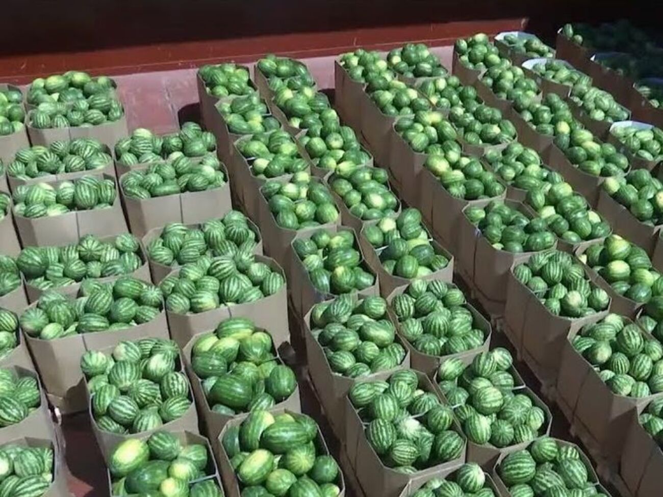 Кавуни привозять із шести навколишніх господарств, кожну партію перевіряють на наявність нітратів