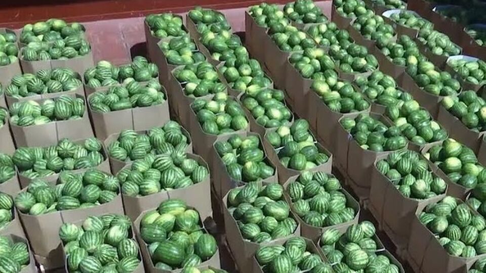 Кавуни привозять із шести навколишніх господарств, кожну партію перевіряють на наявність нітратів