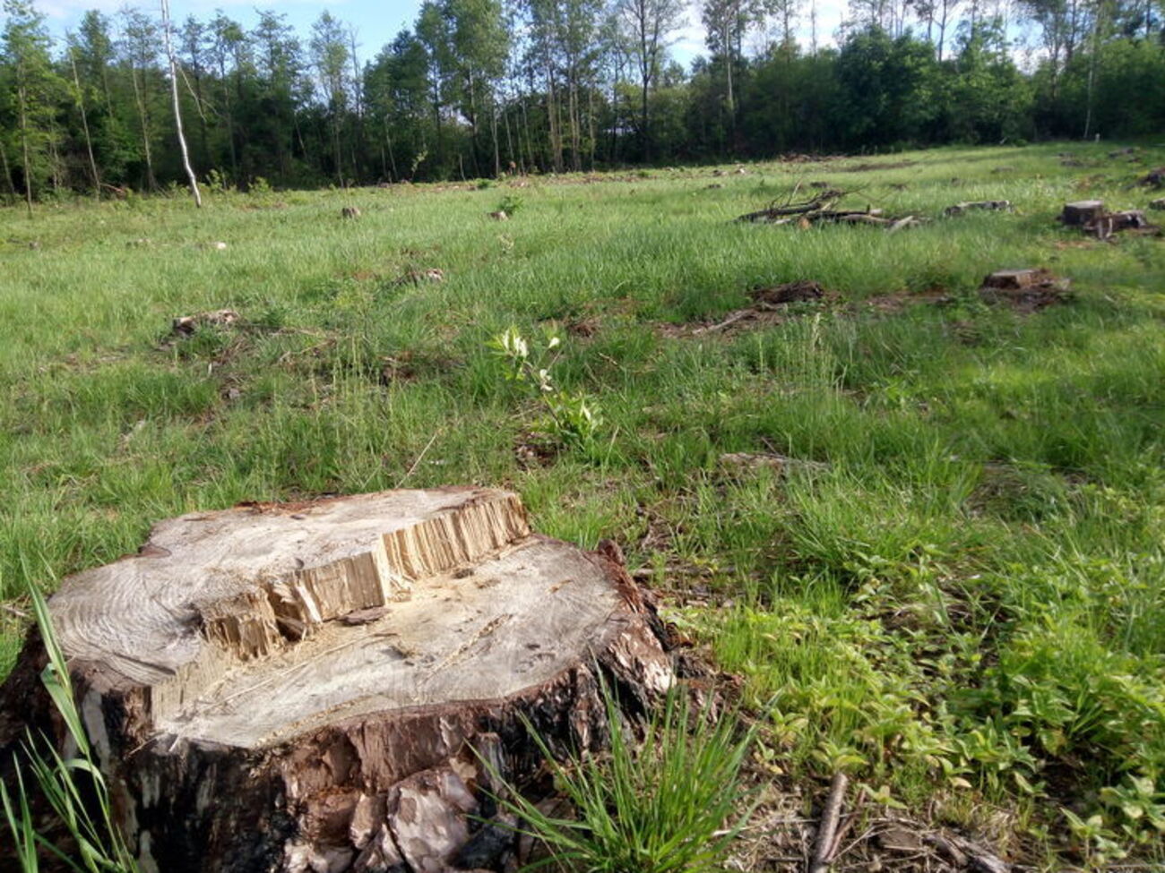Нелегальная вырубка леса в Украине достигла критического уровня. По некоторым оценкам, уничтожено свыше 30% леса