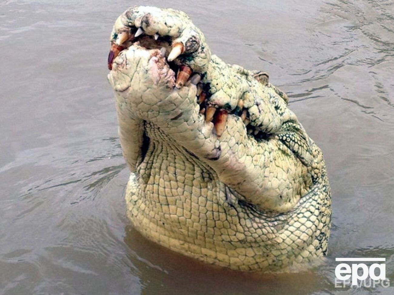 Журналисты сняли гигантского аллигатора, который ел человека
