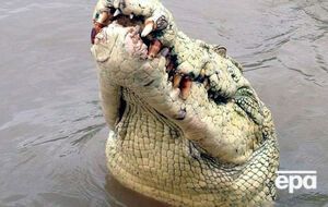 Журналисты сняли гигантского аллигатора, который ел человека