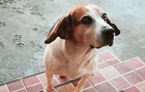 Мышечную систему собаки теперь можно подвергать "настройке"