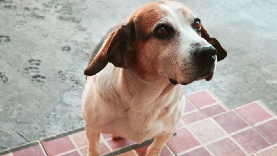 Мышечную систему собаки теперь можно подвергать "настройке"