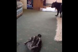 Ему грає із собакою