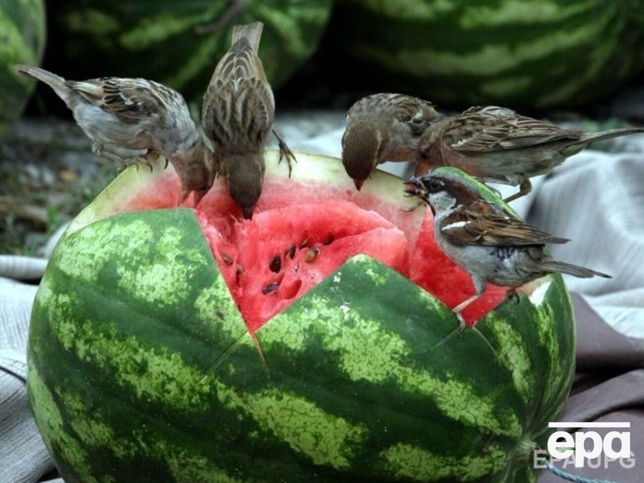 Переправа арбузов по Днепру продолжается