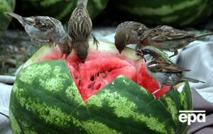 Переправа арбузов по Днепру продолжается