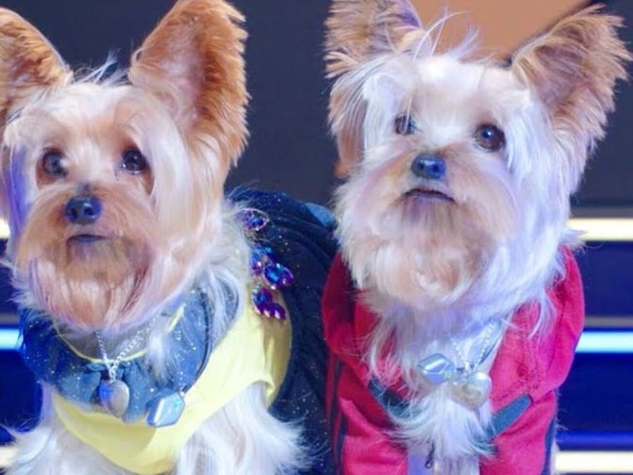 Главные герои фильма&nbsp;&ndash; собаки