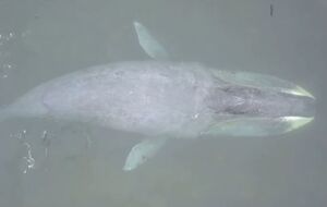 В Охотському морі в гирлі річки застряг кит. Відео