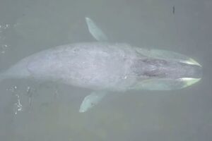 В Охотском море в устье реки застрял кит. Видео