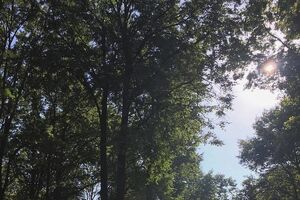 Уровень загрязнения воздуха продержится до конца недели