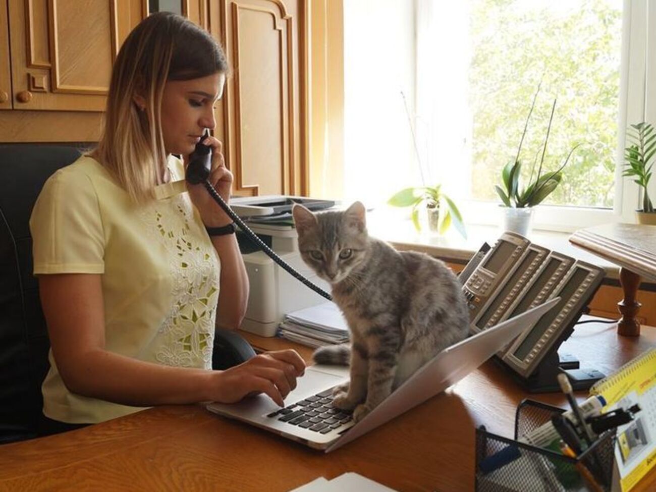 В Днепропетровской ОГА завели кота