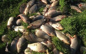 В Днепровско-Бугском лимане гибнет рыба