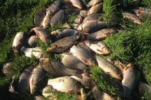 В Днепровско-Бугском лимане гибнет рыба