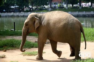 В Индии застрелили слона