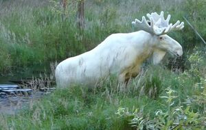 Белый лось не испугался человека