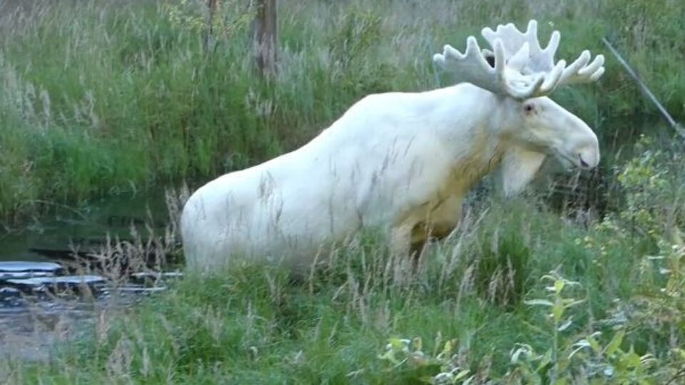 Белый лось не испугался человека