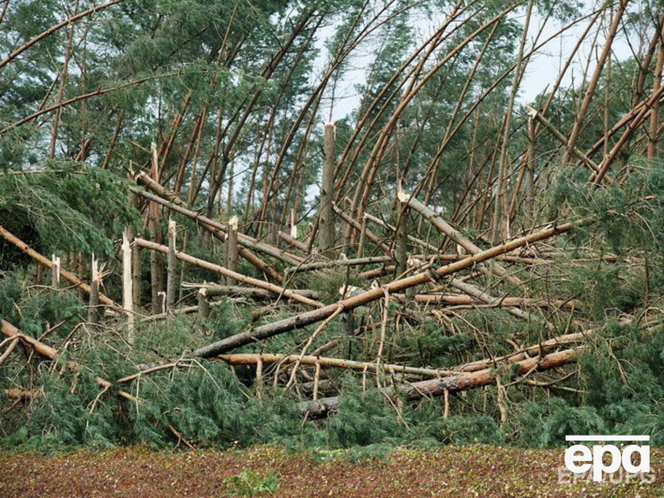 Стихия уничтожила 30 гектаров леса