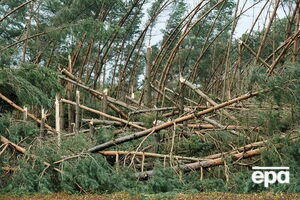 Стихия уничтожила 30 гектаров леса