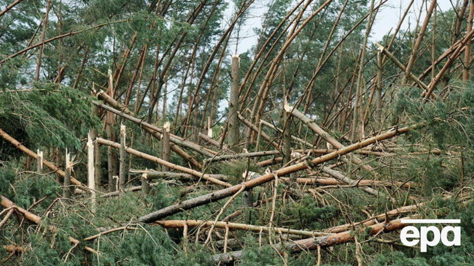 Стихия уничтожила 30 гектаров леса