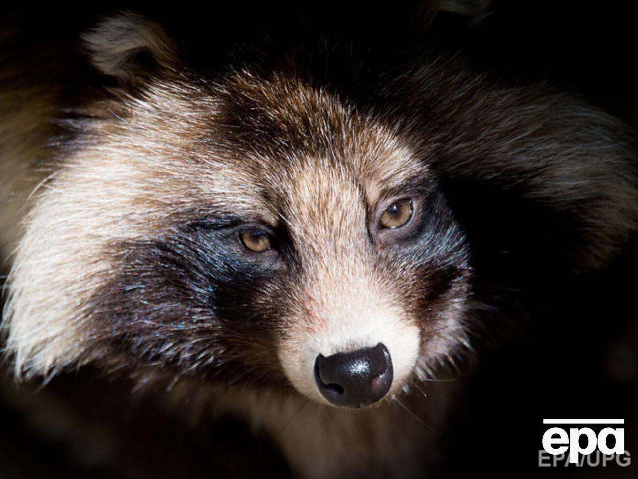 За однією з версій, рушниця вистрелила, коли російський поліцейський намагався добити прикладом єнота