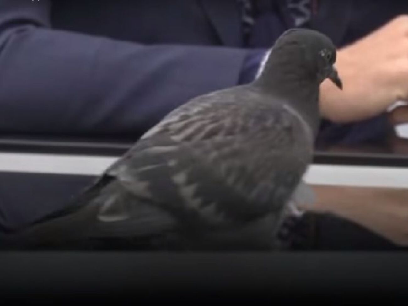 Голуб прилетів під час розмови з Гончаренком