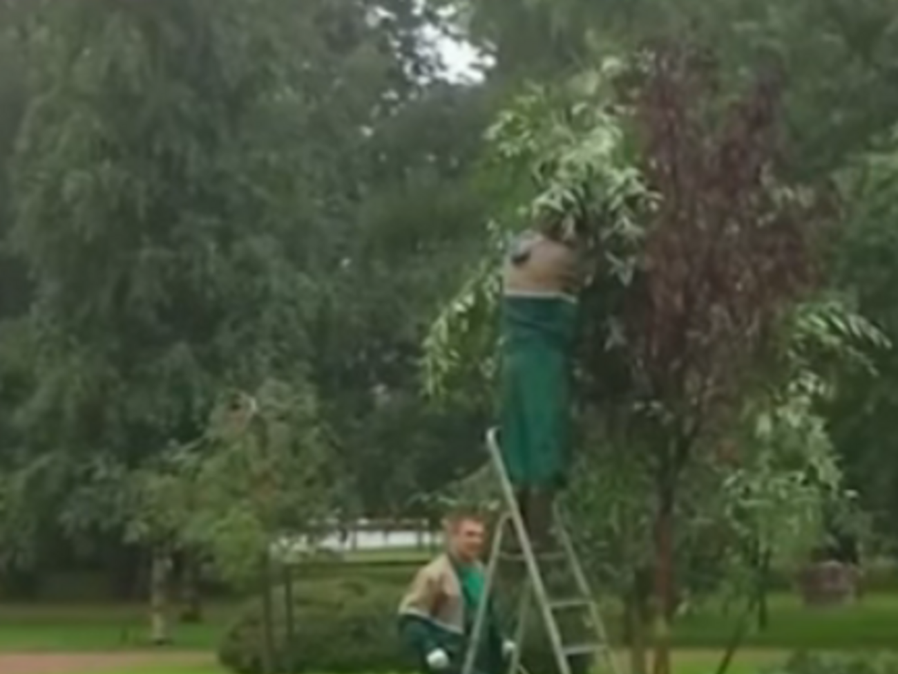 Комунальники намагалися "врятувати" дерева, які не пережили зими