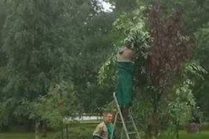 Комунальники намагалися "врятувати" дерева, які не пережили зими