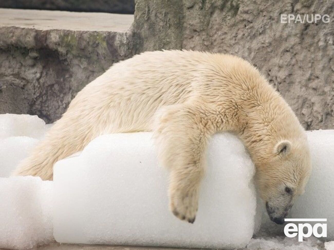 На Свальбарді живе приблизно тисяча білих ведмедів