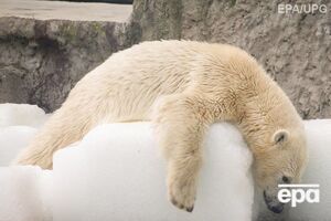 На Свальбарді живе приблизно тисяча білих ведмедів