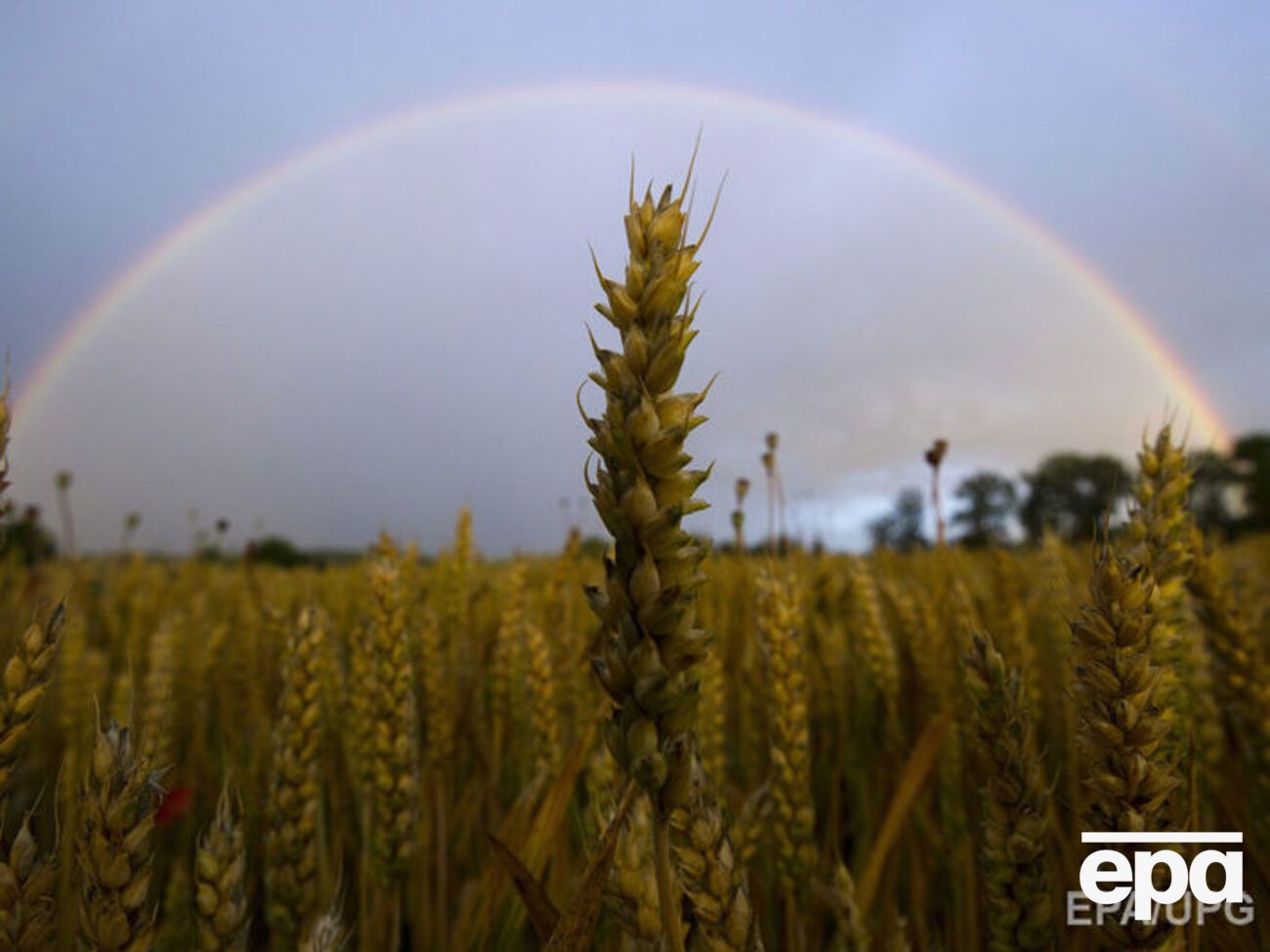 Вырос украинский сельскохозяйственный экспорт в ЕС