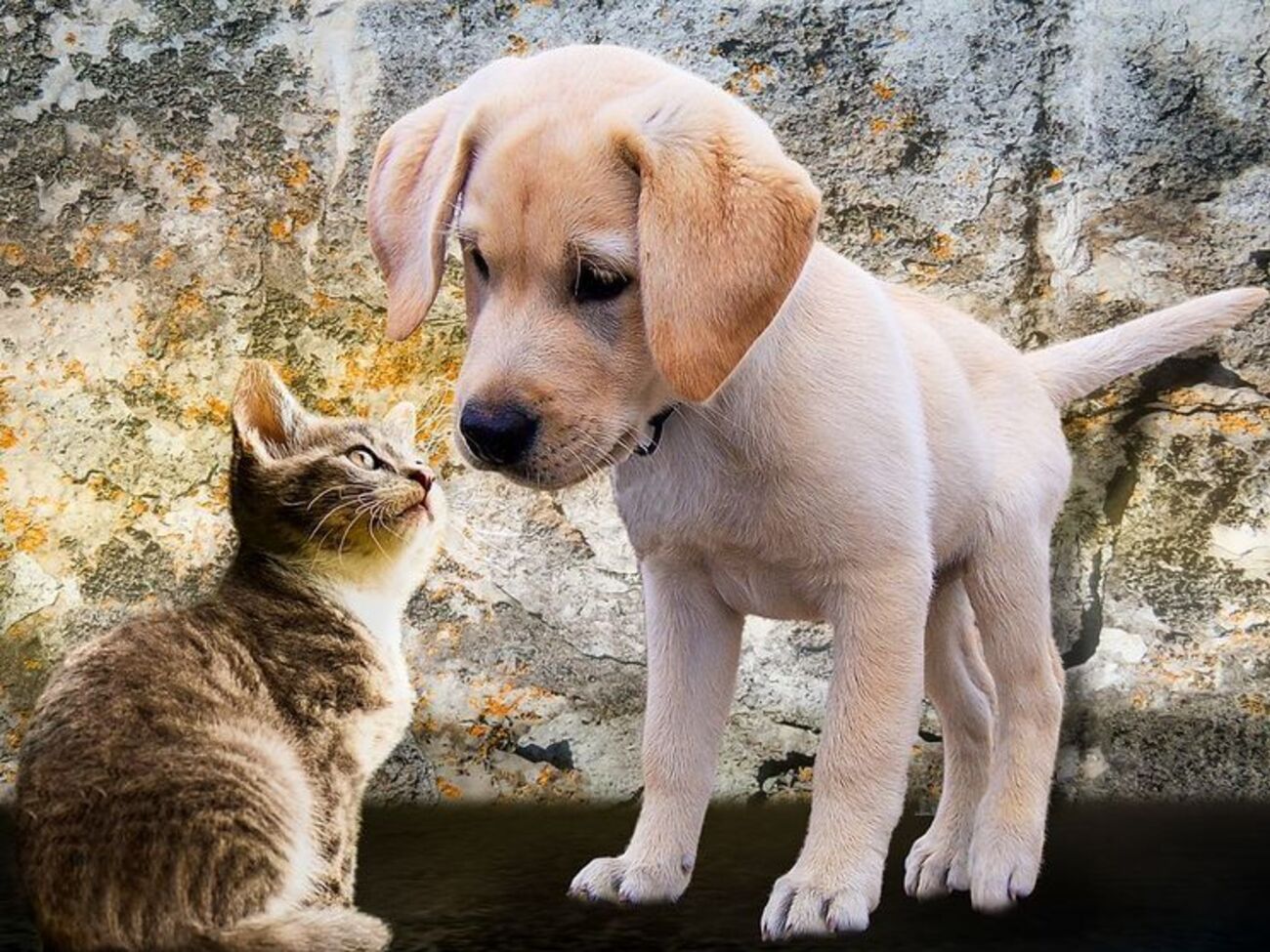 Жорстоке поводження із тваринами у присутності неповнолітніх каратимуть суворіше