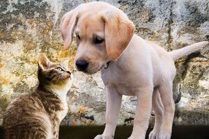 Жорстоке поводження із тваринами у присутності неповнолітніх каратимуть суворіше