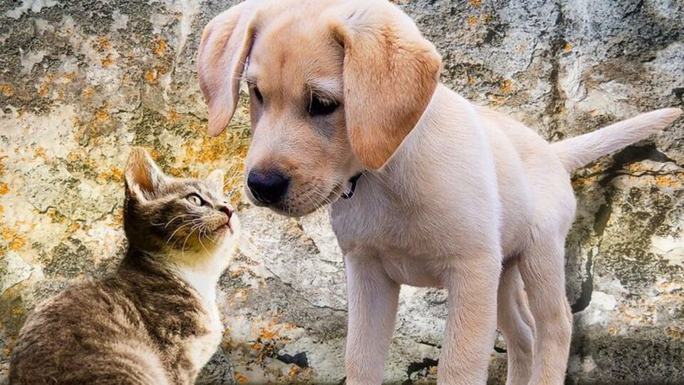 Жестокое обращение с животными в присутствии несовершеннолетних будет наказываться строже