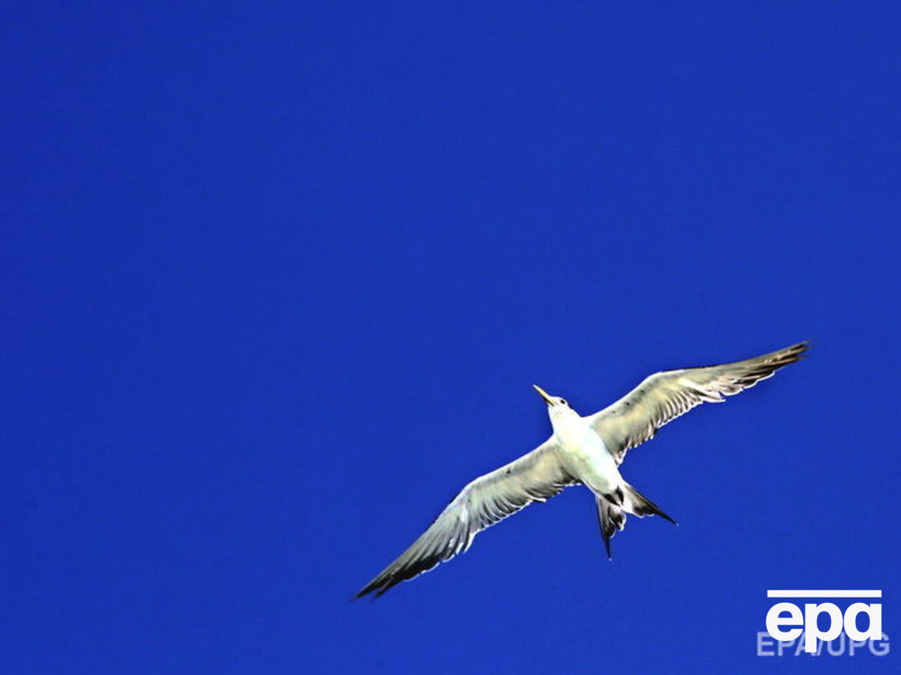 В Норвегии нашли уникальные останки птицы