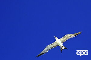 В Норвегии нашли уникальные останки птицы