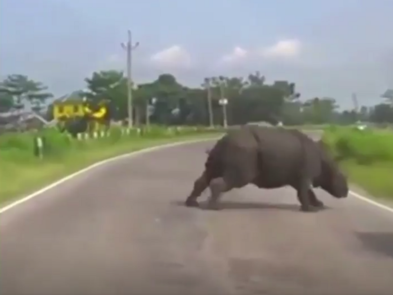 Носорог пробежался по автодороге