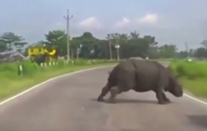 Носоріг пробігся автодорогою