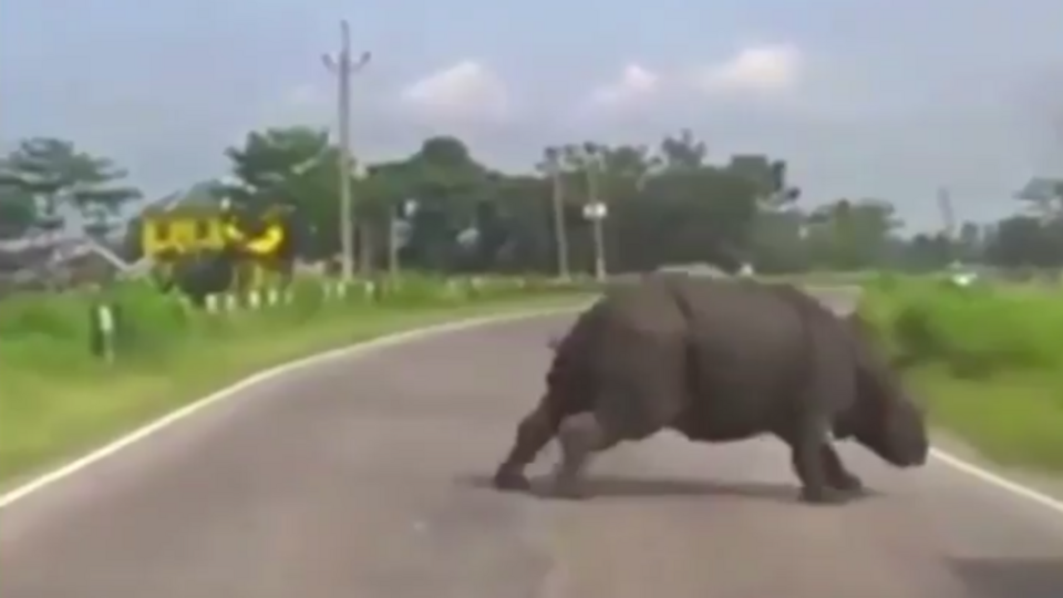 Носорог пробежался по автодороге