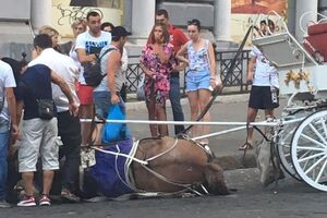 Лошадь упала на улице Греческой