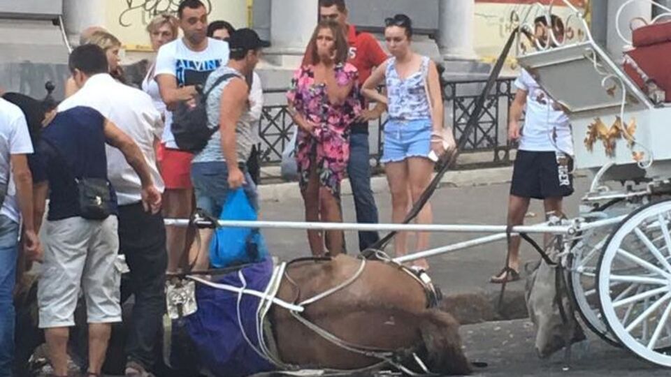 Кінь упав на вулиці Грецькій