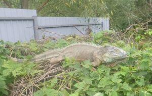 Игуану обнаружили на одном из кустов возле домохозяйства