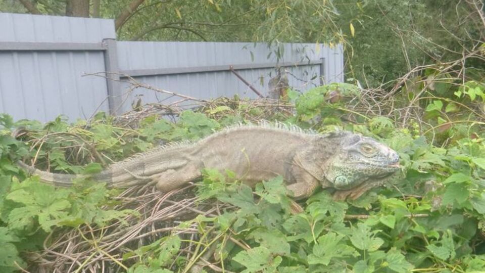 Ігуану виявили на одному з кущів біля домогосподарства