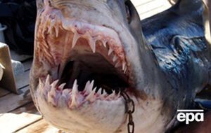 Акулы в Египте нечасто атакуют людей